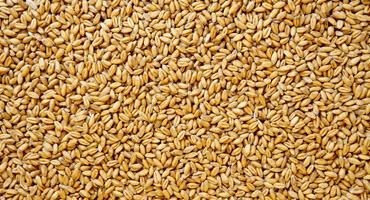 Unique wheat harvest benefits Manitoba food banks