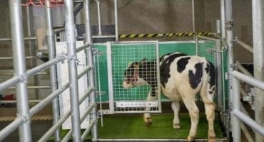 Researchers are Toilet-Training Cows to Reduce Ammonia Emissions Caused by their Waste