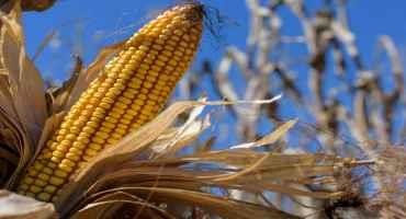 State’s Mostly Good Corn Crop Nears Harvest’s End