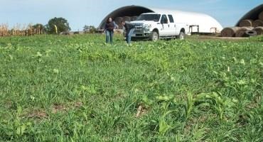 Cover Crops Catching on Around the Country, a New Survey Shows