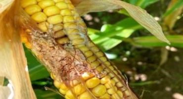 Harvest Time Corn Ailments