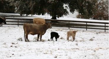 Supplementation Strategies for Cow Herds During the Winter