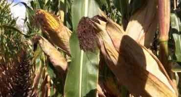 Farmers Brace for Potential Record-setting Corn and Soybean Crop