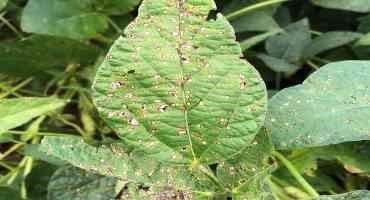 Fungicide Resistance in Frogeye Leaf Spot of Soybean in Michigan