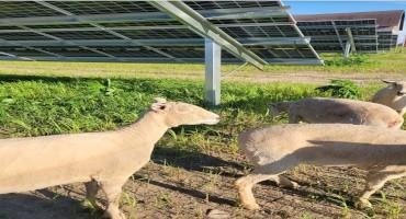 Grazing Sheep on Solar Farms
