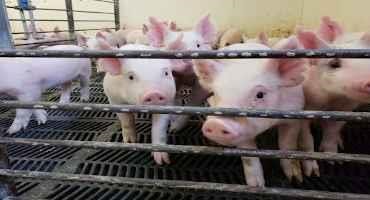 Preparation for African Swine Fever is at Your Fingertips