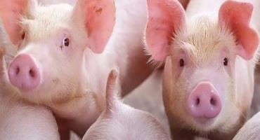 USDA Issues Federal Order as Part of Establishment of Foreign Animal Disease Protection Zone in Puerto Rico and U.S. Virgin Islands to Protect from African Swine Fever