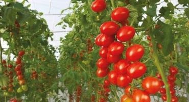 Bayer to Launch Organic Vegetable Seeds Portfolio