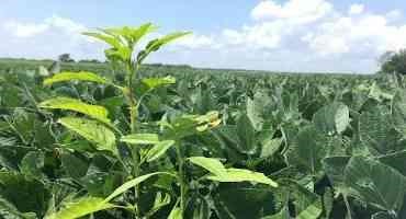 Scout for Palmer Amaranth and Waterhemp to Prevent Spread With the Combine