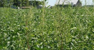 Controlling pre-harvest Palmer amaranth and waterhemp 