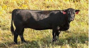 Cattle Chat: Factors Influencing Cow Supplementation Pre- and Post-Weaning