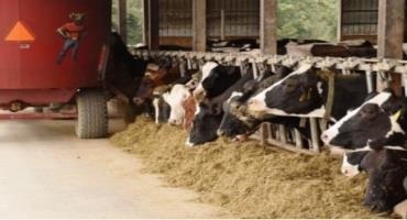 Increased Feed Efficiency Associated with Sodium Monensin in CA Dairy Diets