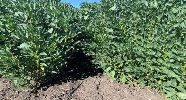 New Variety of Faba Bean Released by Australian Scientists
