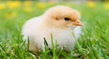 Risk of Airborne Transmission of Avian Influenza From Wild Waterfowl to Poultry Negligible