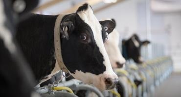 Feeding Seaweed to Cows to Boost Organic Dairy Profitability and Sustainability