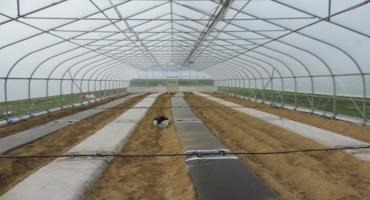 Technique Used to Suppress Soil Pathogens, Pests in High Tunnels Can Work in Pa.