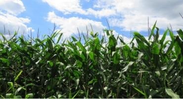 U.S. Soybean, Corn Yields Could Be Increased Through Use Of Machine Learning