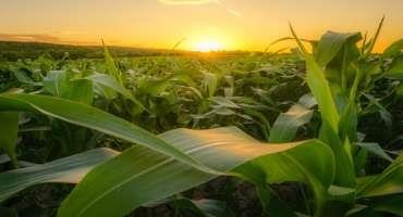 Machine Learning Reveals Important Genes to Help Corn Grow with Less Fertilizer