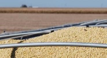 The Economics of Corn and Soybean Harvest Moisture