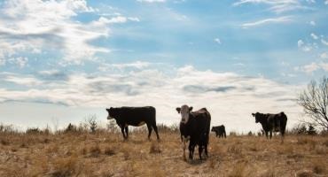 OSU Scientists Develop New Test for Anaplasmosis in Livestock