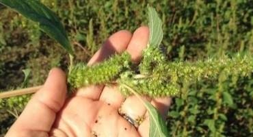 Suspect Herbicide Resistance? Submit Weed Seeds for Screening