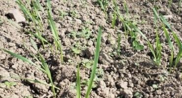 Small Grains: Problem Weeds and Herbicide Options