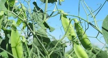 Winter Field Pea as a Fall-planted Broadleaf Crop for the Panhandle?