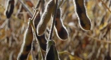 Understand Breeding Priorities for Early Planted Soybean