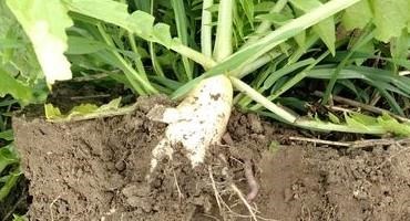 Soil Health Assessment Tool Now Available for Michigan Farmers