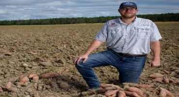 State Expects Average Sweet Potato Harvest