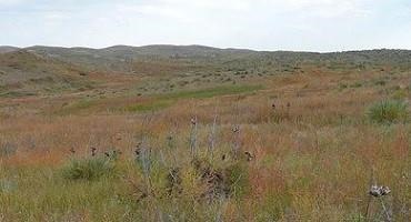 Pasture and Forage Minute: Managing Prussic Acid, Yucca and Fall Irrigation