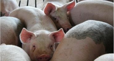 The U.S. is Bracing for a Virus that Could Devastate its Hog Operations