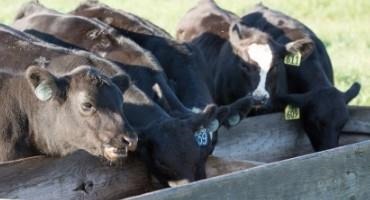 Ration Formulation for Growing Cattle