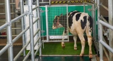Potty-Trained Cows Could Help Reduce Pollution