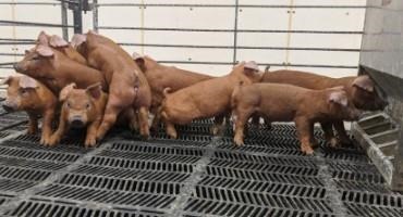 Considerations for Protein Alternatives in Swine