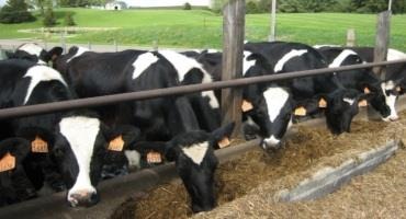 Study Reveals National Sensitivity of US Dairy Systems to Extreme Heat and Cold