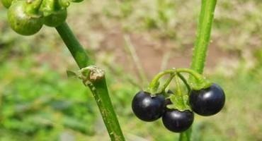 Pasture and Forage Minute: Nightshade Poisoning, Planning Forage During Shortages and Inflation