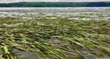 Seagrass Restoration Study Shows Rapid Recovery of Ecosystem Functions