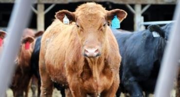 House Ag Committee Approves Cattle Contract Library Bill