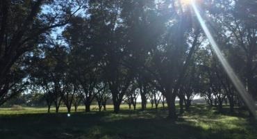 Take Care of Pecan Trees During Fall Months