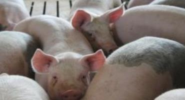 The U.S. is Bracing for a Virus that Could Devastate its Hog Operations