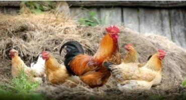 Dutch Order Poultry Indoors After Avian Flu Outbreak