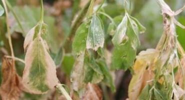 Pasture and Forage Minute: Winterizing Alfalfa and Grazing Small Grains