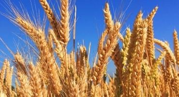 New ‘Big Data’ Tools Help California Wheat Darmers Reduce Fertilizer Guesswork