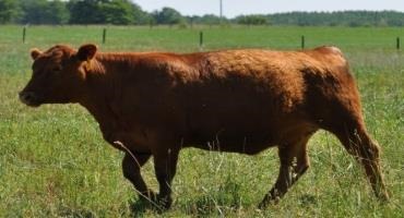 Beef Quality Assurance in-Person Training and Recertification Available