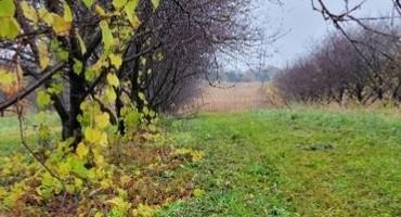 Weed Management in Fruit Trees Starts with Fall Herbicide Application