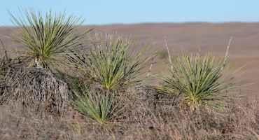 Reducing Yucca in Rangeland