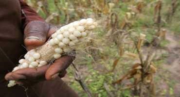 Climate Change to Force Crop Switch for Small Farmers