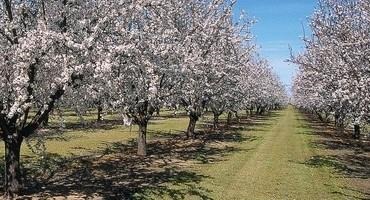 Drought Pushes California Farmers and Ranchers to Adapt to a Drier Future