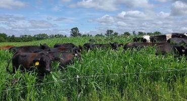 Grazing Cropland